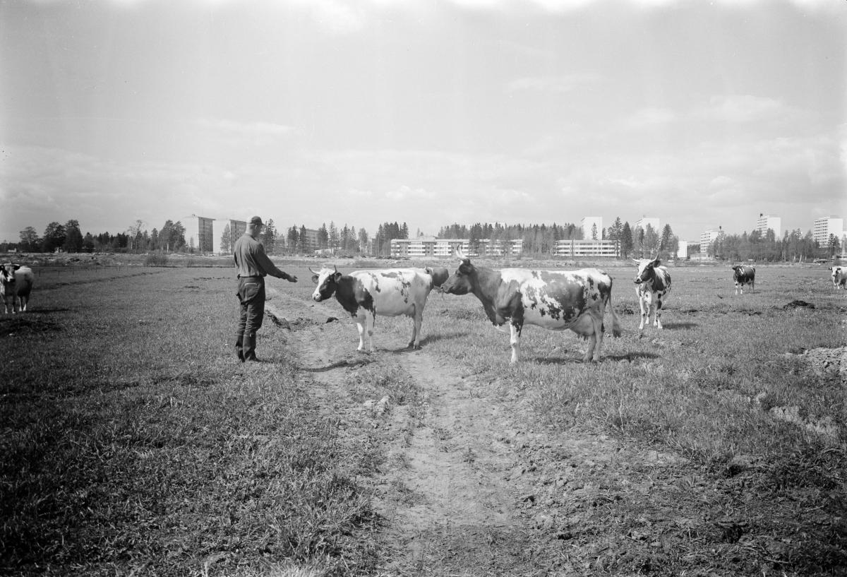 Mies ja lehmiä seisovat pellolla Marjaniemessä, nykyisen Itäkeskuksen kohdalla. Taustalla kohoaa Puotinharjun kerrostaloja.